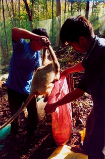 Tiếng kêu cứu từ khỉ đuôi dài. (Giải Nhất Giải ảnh báo chí Khoảnh Khắc Vàng 01)