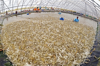 (Vui lòng gõ tiếngChi nhánh Công ty CP Việt Úc - Bạc Liêu (xã Vĩnh Thịnh, huyện Hòa Bình, tỉnh Bạc Liêu) bước đầu đã nuôi thành công mô hình nuôi tôm siêu thâm canh công nghệ cao trong nhà kính. Chương trình nuôi tôm siêu thâm canh công nghệ cao trong nhà kính được Tập đoàn Việt - Úc triển khai tại Bạc Liêu với diện tích 50 ha, tổng vốn đầu tư 180 tỷ đồng, đối tượng nuôi chính là tôm thẻ chân trắng. Trong đó, diện tích mặt nước thả nuôi gần 21 ha với 70 ao nuôi. Sau hơn 3 tháng thả giống với mật độ 200 - 300 con/m2, tôm nuôi trong 70 ao đều phát triển tốt, đạt hiệu quả cao. Kết quả, năng suất đạt 2 - 4 tấn/ao, tương đương 40 - 60 tấn/ha/vụ, 120 - 150 tấn/ha/năm. Với phương châm: “NÂNG TẦM TÔM VIỆT” ông Lương Thanh Văn, Chủ tịch HĐQT, Tổng Giám đốc Tập đoàn Việt - Úc cho biết, tôm thương phẩm đảm bảo được các tiêu chuẩn khắt khe về vệ sinh an toàn thực phẩm do quy trình nuôi ứng dụng công nghệ vi sinh, không sử dụng kháng sinh, đủ tiêu chuẩn xuất khẩu vào những thị trường khó tính nhất trên thế giới. Ngoài ra, cho năng suất cao và ổn định, giảm diện tích đất sử dụng, kiểm soát được vùng nuôi và dịch bệnh, hạn chế đến mức thấp nhất các rủi ro do thời tiết, giảm thiểu tối đa các tác động đến môi trường... Việt có dấu)