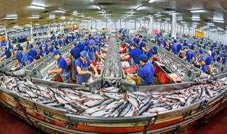 Sản lượng xuất khẩu cá tra 9 tháng đầu năm 2018 lượng đạt hơn 88.788 tấn, kim ngạch xuất khẩu 213,4 triệu USD so kế hoạch năm đạt 79%. Tình hình xuất khẩu cá tra bình quân vẫn đạt 10.000 tấn/tháng (bằng 97,47%) nhưng kim ngạch xuất khẩu thủy sản tăng đến 23,99% so cùng kỳ năm 2017. Năm nay thị trường xuất khẩu cá tra có nhiều biến động, tuy nhiên các DN xuất khẩu trên địa bàn tỉnh vẫn duy trì các thị trường vốn có, mặt khác chủ động tìm kiếm những thị trường mới, nhờ đó góp phần làm tăng thị trường xuất khẩu cá tra. Tính đến nay, các doanh nghiệp chế biến xuất khẩu thủy sản tỉnh An Giang xuất qua 80 nước, trong đó 31 nước Châu Á, 16 nước Châu Mỹ, 20 nước Châu Âu, 8 nước Châu Phi và 4 nước châu Đại Dương, trong đó, Trung Quốc vẫn là thị trường có sản lượng chiếm tỷ trong cao nhất.